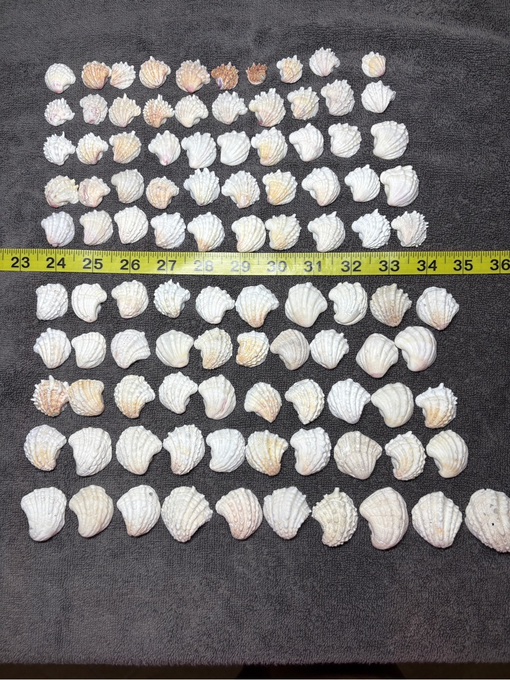 100 - Sanibel Island Jewelry Box Seashell Collection.  Great for crafters.